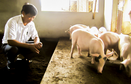 Hướng mở cho ph&aacute;t triển chăn nu&ocirc;i bền vững